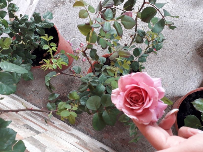 Eisvogel - Trandafiri floribunda