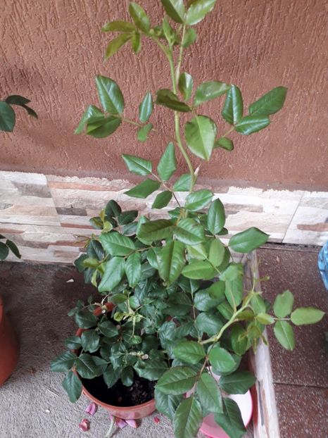 Uetersener Klosterrose - Trandafiri floribunda