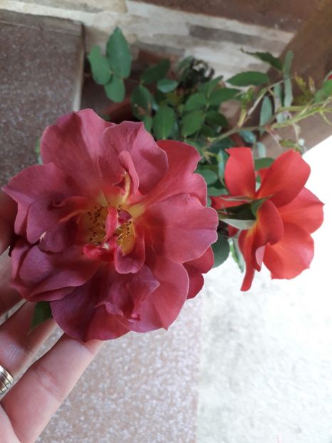 Cinco de mayo - Trandafiri floribunda