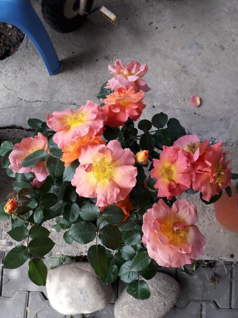 Morning sun - Trandafiri floribunda