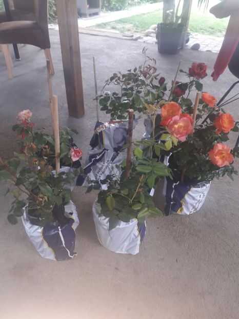  - Trandafiri floribunda