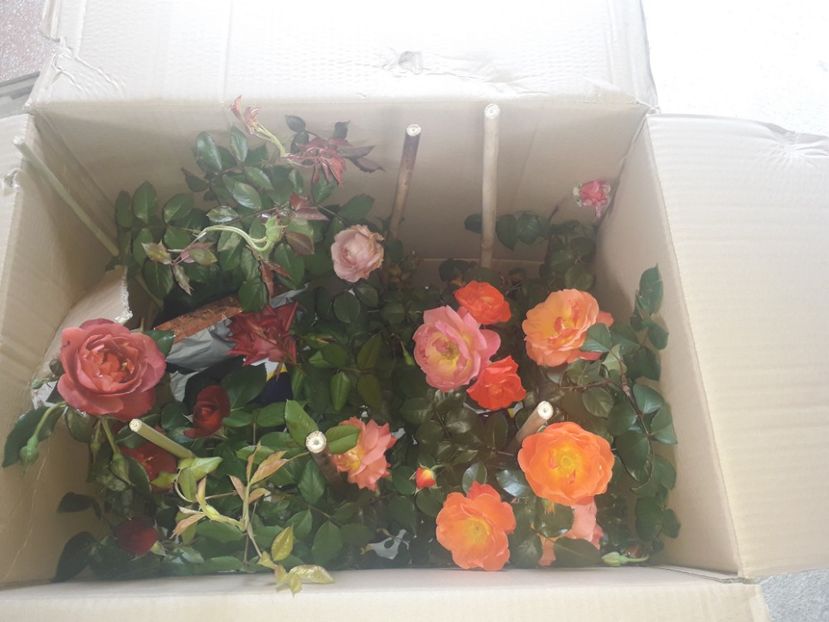  - Trandafiri floribunda