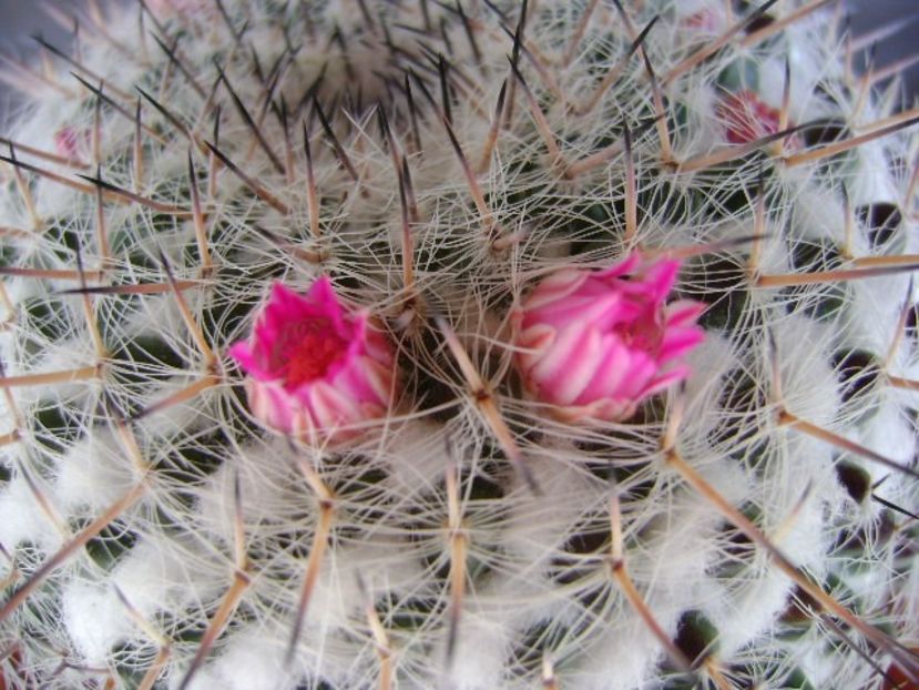 Mammillaria formosa ssp. chionocephala - Cactusi 2018 bis