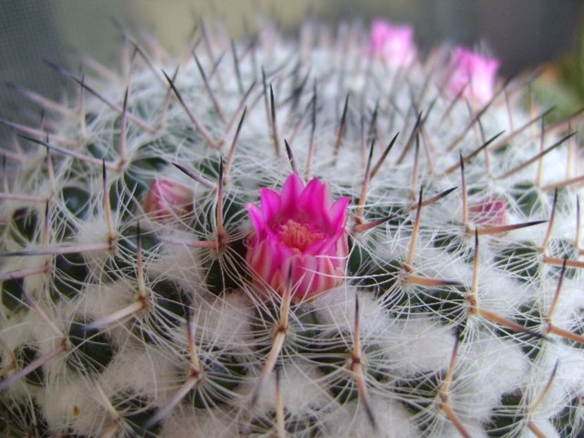 Mammillaria formosa ssp. chionocephala - Cactusi 2018 bis