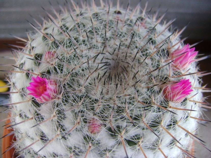 Mammillaria formosa ssp. chionocephala - Cactusi 2018 bis