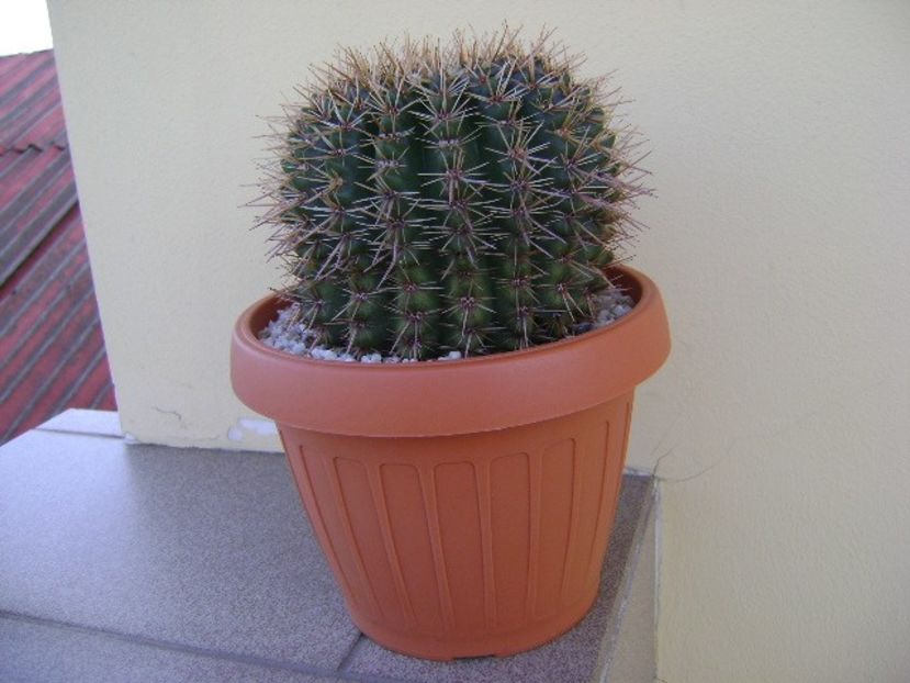 Notocactus bommeljei - Cactusi 2018 bis