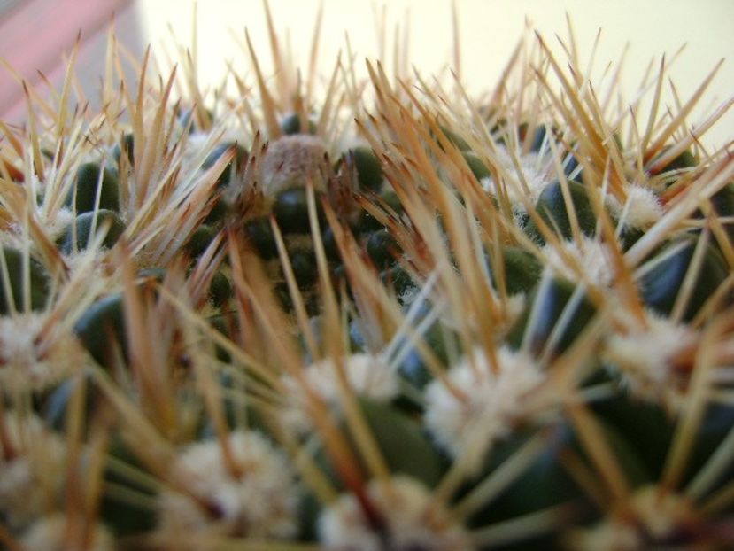 Notocactus bommeljei, detaliu - Cactusi 2018 bis
