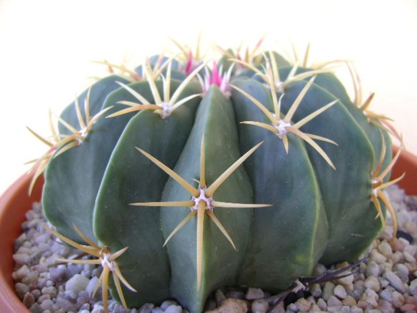Ferocactus macrodiscus - Cactusi 2018 bis