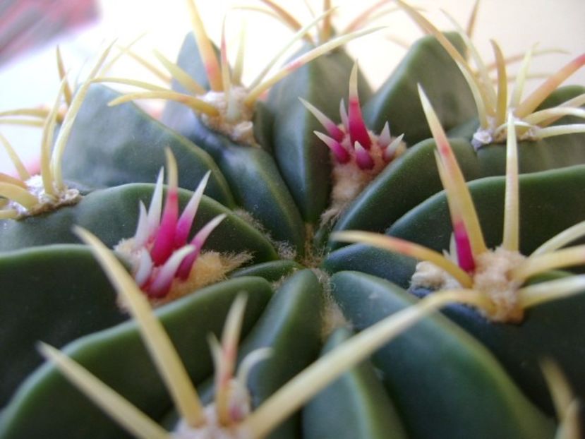 Ferocactus macrodiscus, detaliu - Cactusi 2018 bis