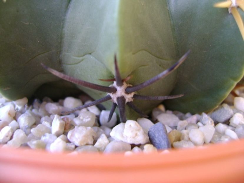 Ferocactus macrodiscus, detaliu - Cactusi 2018 bis