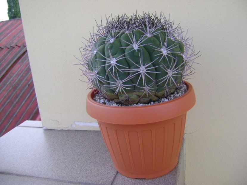 Gymnocalycium saglionis - Cactusi 2018 Gymnocalycium