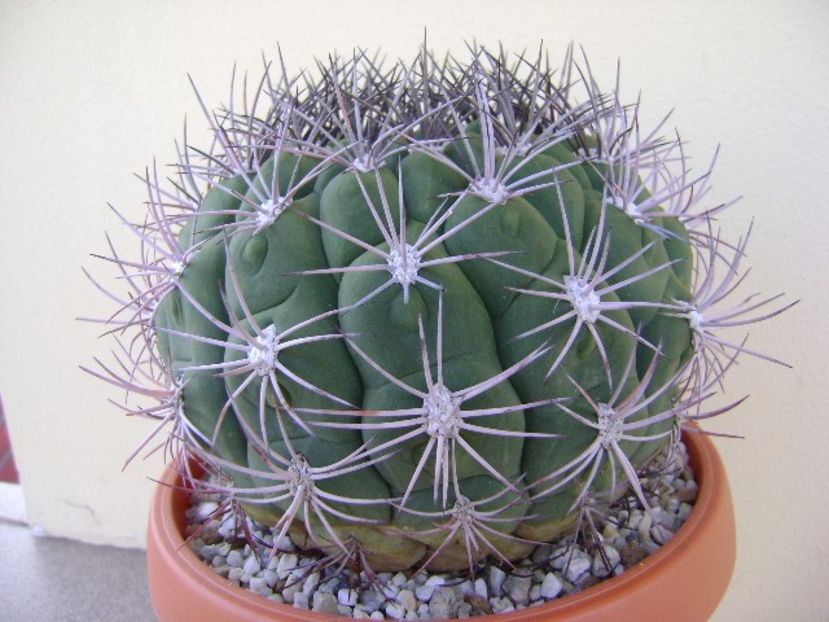 Gymnocalycium saglionis - Cactusi 2018 Gymnocalycium
