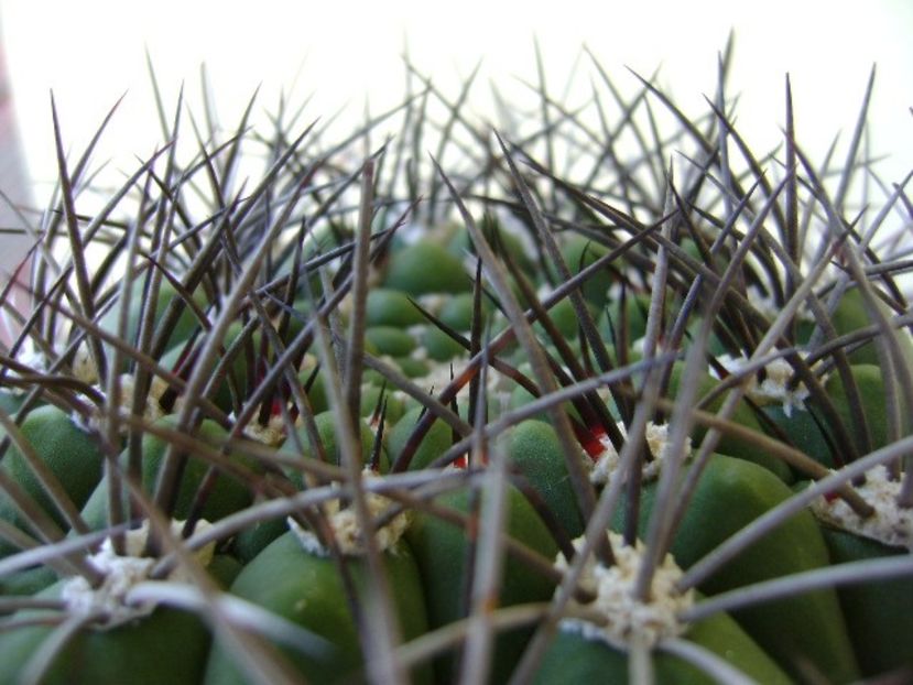 Gymnocalycium saglionis, detaliu - Cactusi 2018 Gymnocalycium