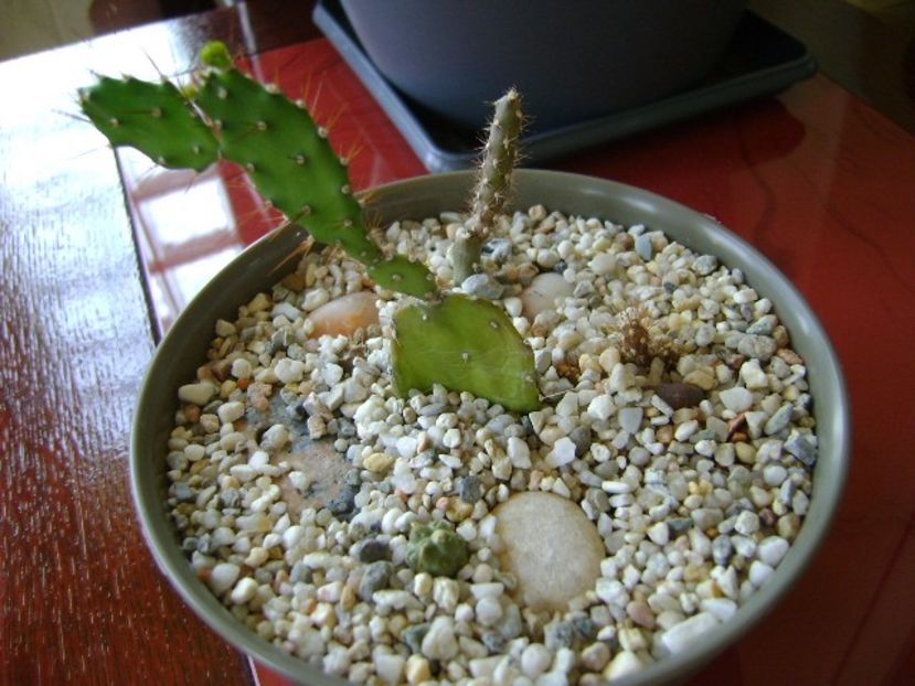 Grup de 3 Oputia - Cactusi 2018 bis