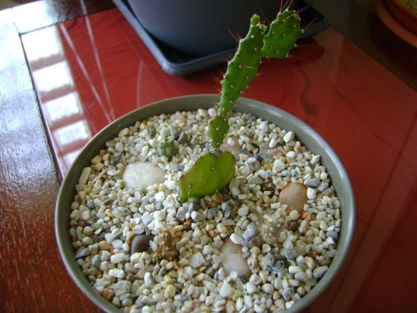 grup de 3 Opuntia - Cactusi 2018 bis