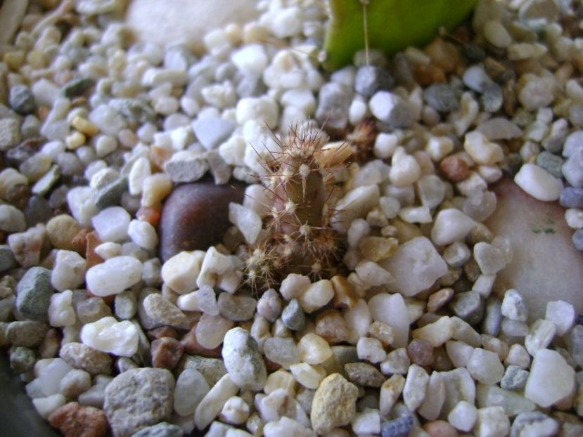 Opuntia salmiana - Cactusi 2018 bis