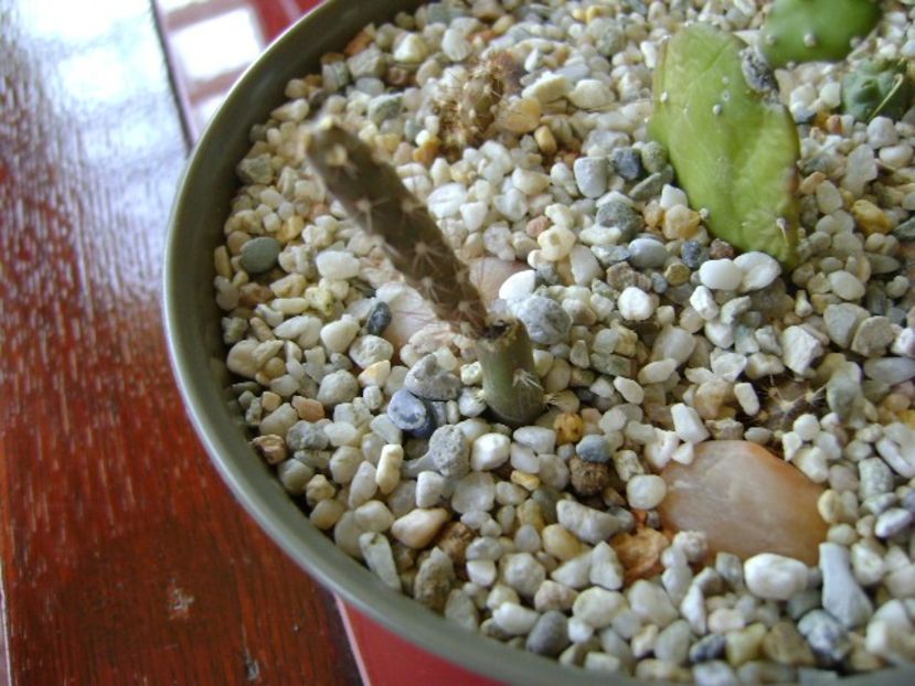 Opuntia salmiana - Cactusi 2018 bis