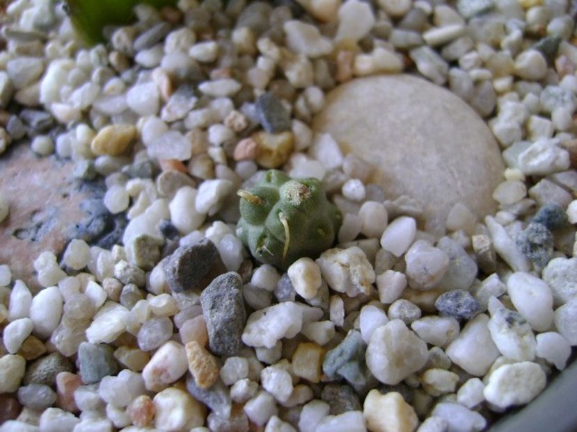Cumulopuntia rossiana - Cactusi 2018 bis