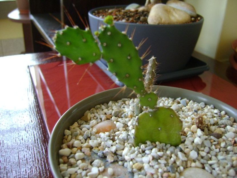 Opuntia sp. - Cactusi 2018 bis