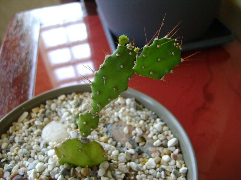 Opuntia sp. - Cactusi 2018 bis