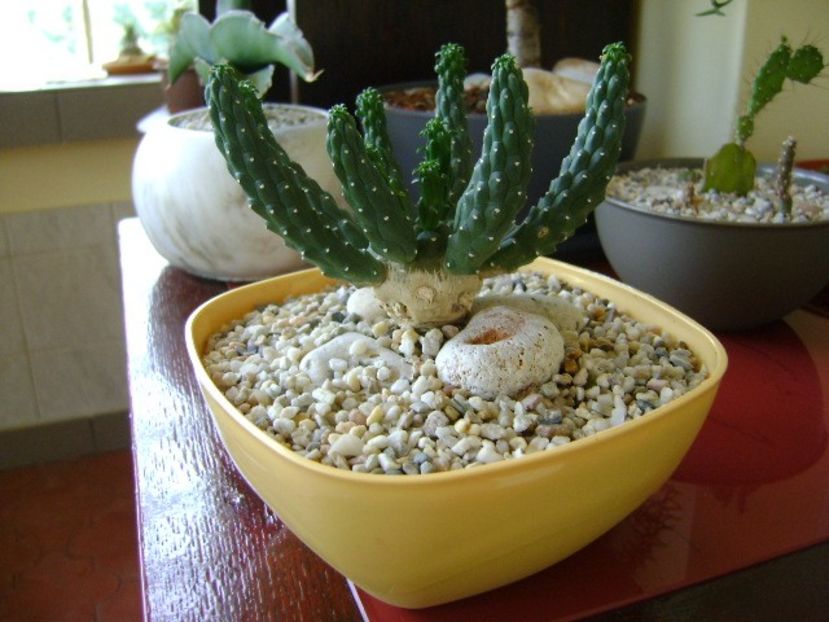 Euphorbia inermis - Caudiciforme si bulbi 2018