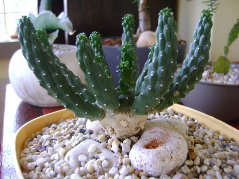 Euphorbia inermis - Caudiciforme si bulbi 2018