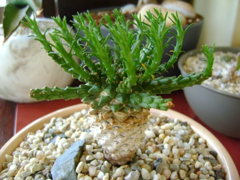 Euphorbia flanaganii - Caudiciforme si bulbi 2018