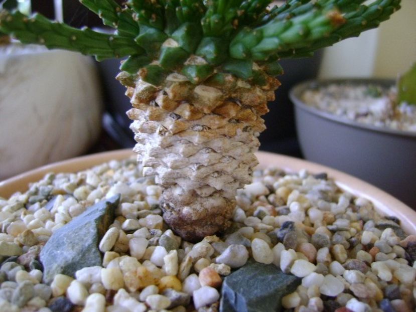 Euphorbia flanaganii, detaliu - Caudiciforme si bulbi 2018