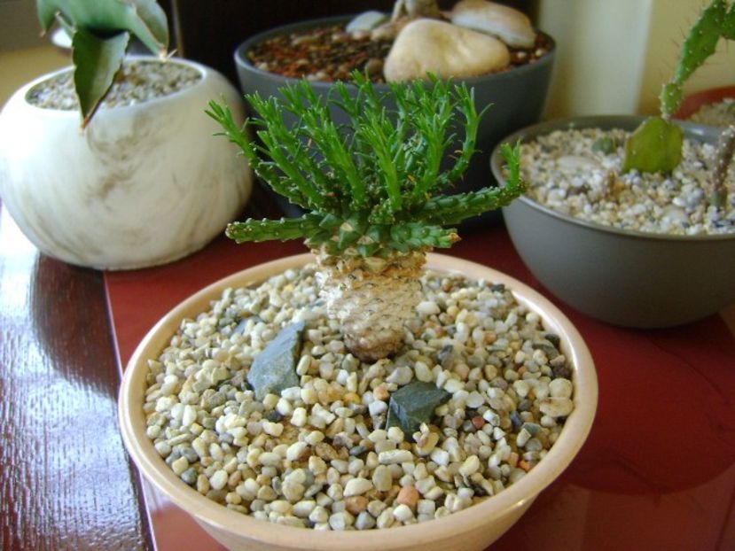 Euphorbia flanaganii - Caudiciforme si bulbi 2018