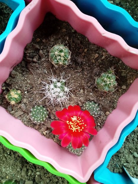  - Cactusi