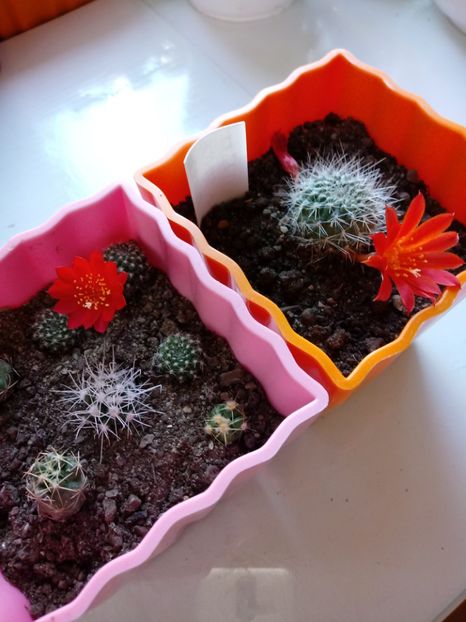  - Cactusi