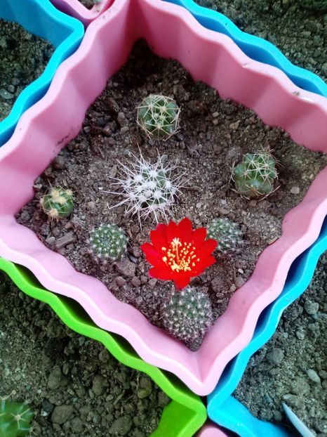  - Cactusi