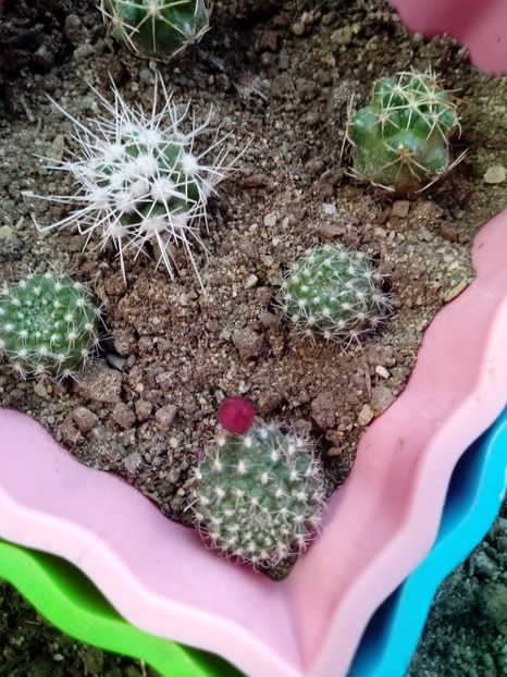  - Cactusi