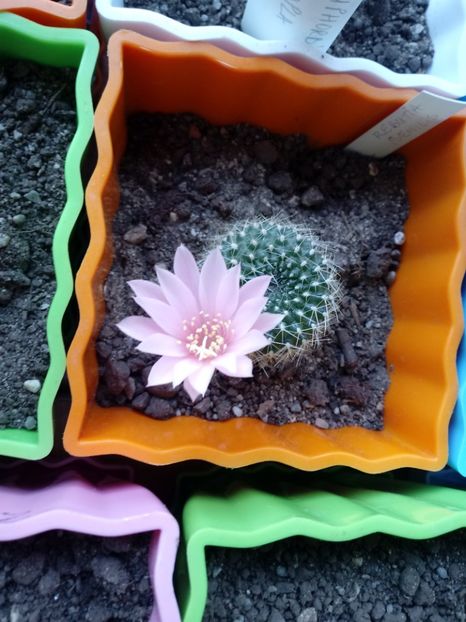 Rebutia Senilis - Cactusi