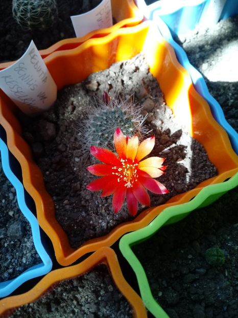 Rebutia Senilis var Kesselringian - Cactusi