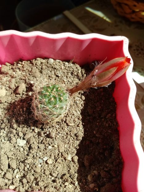 Rebutia Marsoneri Krainziana - Cactusi