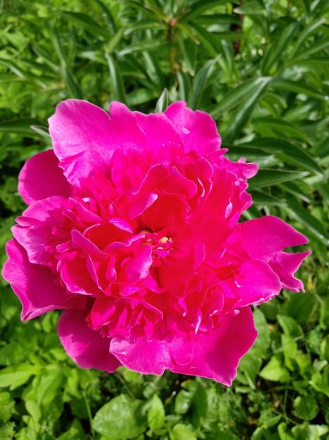 Mai 2018 - Gradina mea