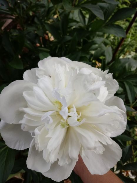 Mai 2018 - Gradina mea