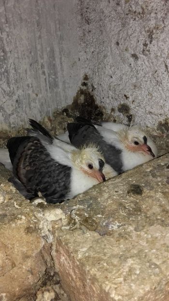 IMG-20180526-WA0018 - Pui de 2018