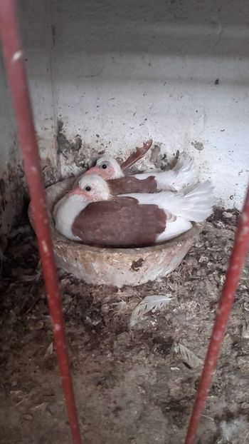 IMG-20180525-WA0020 - Pui de 2018