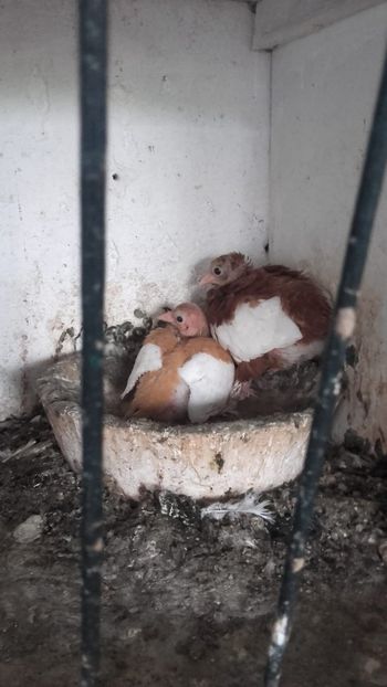 IMG-20180521-WA0012 - Pui de 2018