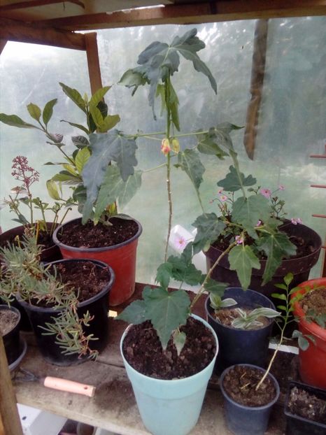 Rez Abutilon  (portocaliu cu vinisoare rosii) - w Produse livrate