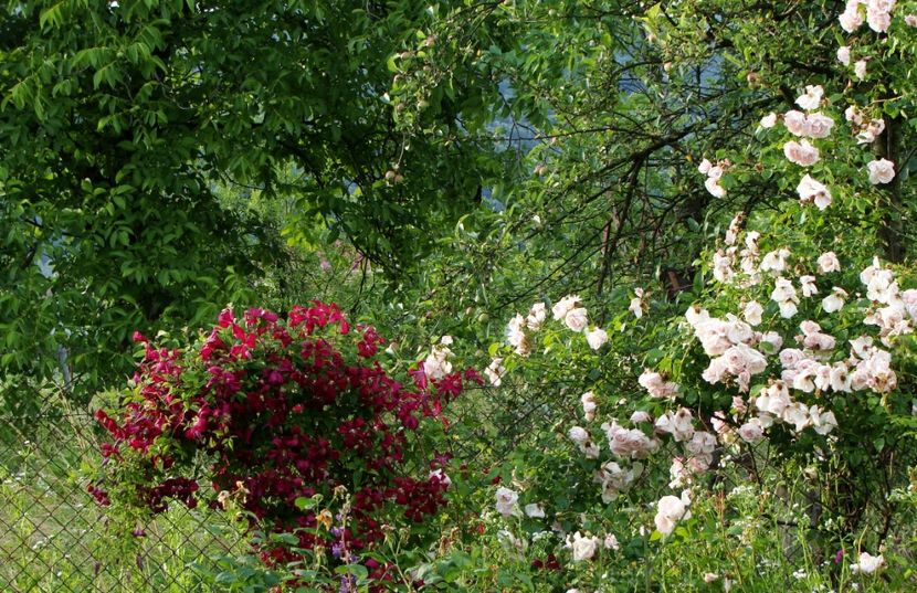 vecinilor le-a fost rupt un măr - Mai 2018 - 4