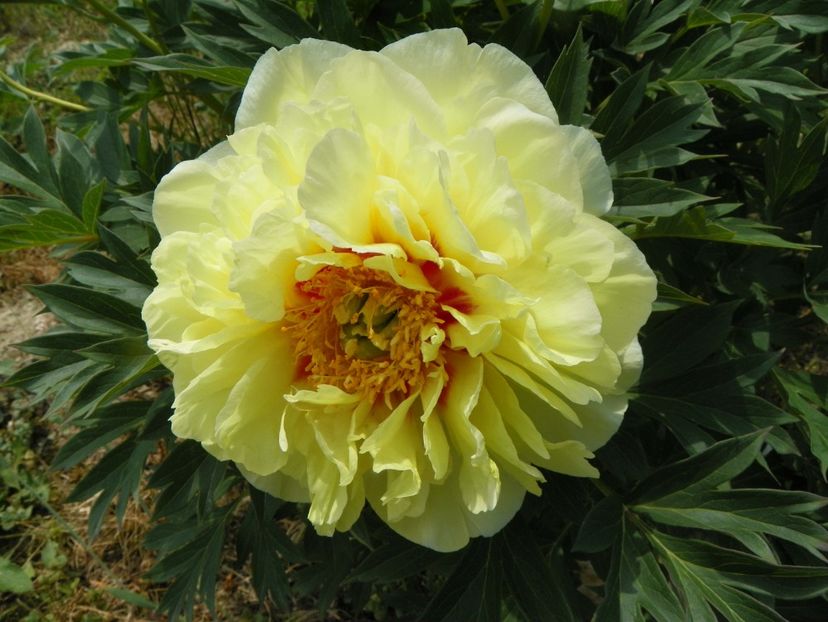 Bartzella - Irisi si bujori 2018