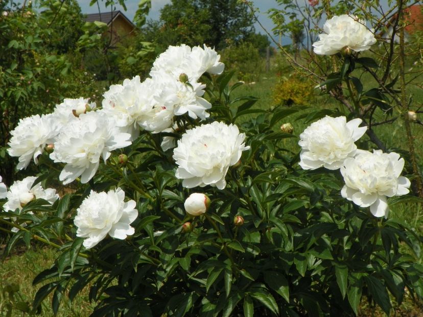 Festiva Maxima - Irisi si bujori 2018