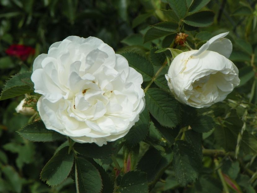 Alba Maxima - Trandafiri 2018