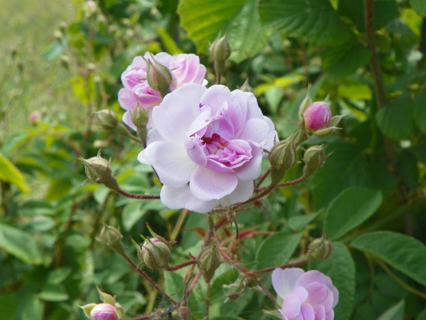 Paul's Himalayan Musk - Trandafiri 2018