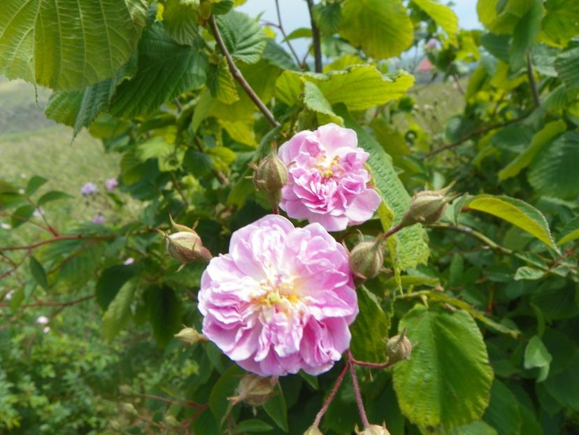 Paul's Himalayan Musk - Trandafiri 2018