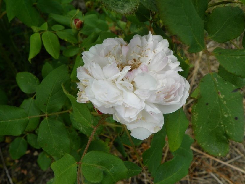 White Jacques Cartier - Trandafiri 2018