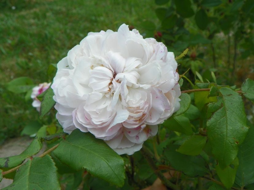 White Jacques Cartier - Trandafiri 2018